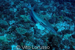 Fishs - Echeneis naucrates by Vito Lorusso 
